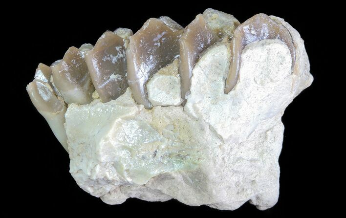 Oreodont (Leptauchenia) Jaw Section - South Dakota #70122